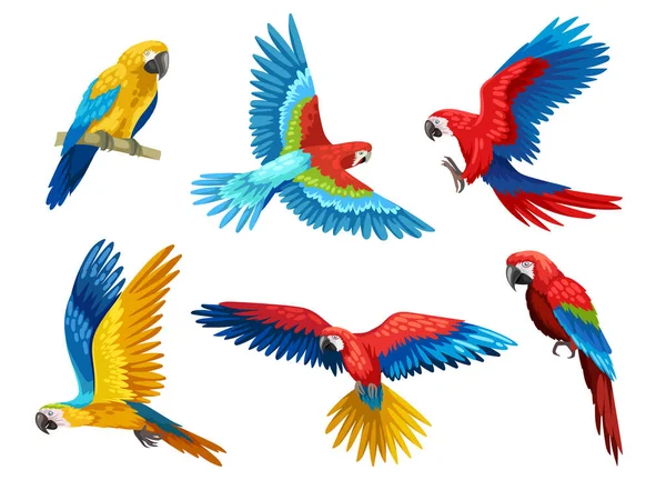 Conjunto Loros Coloridos Colección Aves Exóticas Tropicales Con Plumas Brillantes — Archivo Imágenes Vectoriales