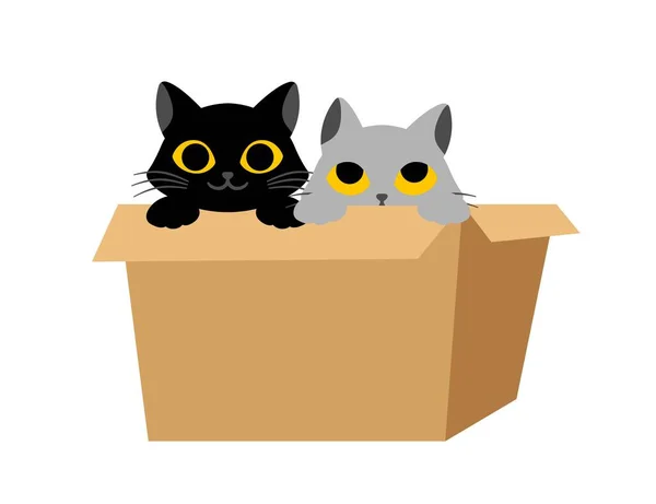 Black Cat Box Black Gray Kittens Look Out Box Graphic — Stock Vector