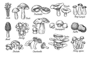 El çizimi mantar seti. Enokl, Portobello ve Kral Trompeti. Niscalo ve Honey Agaric, Chanterelle. Metinli mantar koleksiyonu. Gri arkaplanda izole edilmiş çizgi film düz vektör çizimleri