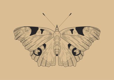 Çizgi kelebeği konsepti. Pebomoia glaucippe, kanatlı böcek. Albüm için klasik, dövme için eskiz. Şablon, yerleşim ve modelleme. Çizgi film düz vektör çizimi