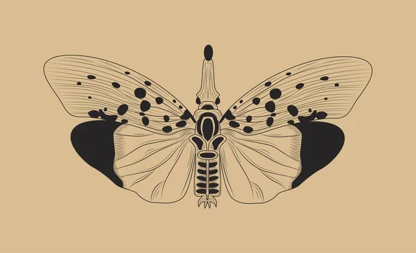 线蝴蝶的概念 昆虫科昆虫 有翅膀的昆虫 昆虫科昆虫 神秘主义和神秘主义 神秘主义 春天和夏天的象征 卡通平面矢量插图 — 图库矢量图片