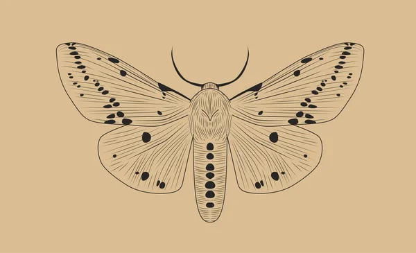 개념입니다 파이롭스 아스파르트 날개를 스크랩북을 생물과 타입을위한 스케치 일러스트 — 스톡 벡터