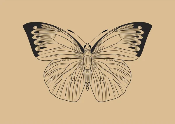 线蝴蝶的概念 有翅膀的昆虫 米奈劳斯 儿童教育材料 动物学和生物学 春天或夏天的象征 卡通平面矢量插图 — 图库矢量图片