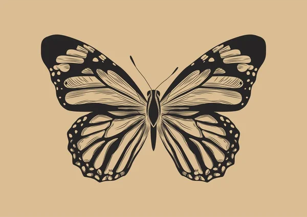 Σκέψη Πεταλούδας Delias Hypomelas Rubrostriata Έντομο Φτερά Χαρακτική Και Ρετρό — Διανυσματικό Αρχείο