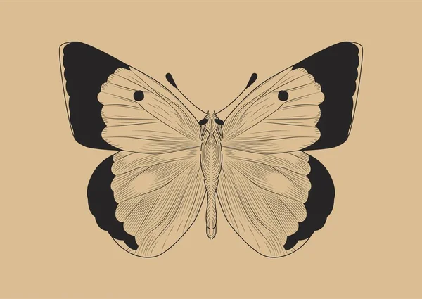 Koncepcja Motyla Liniowego Papilio Machaon Owad Skrzydłami Symbol Sezonów Letnich — Wektor stockowy