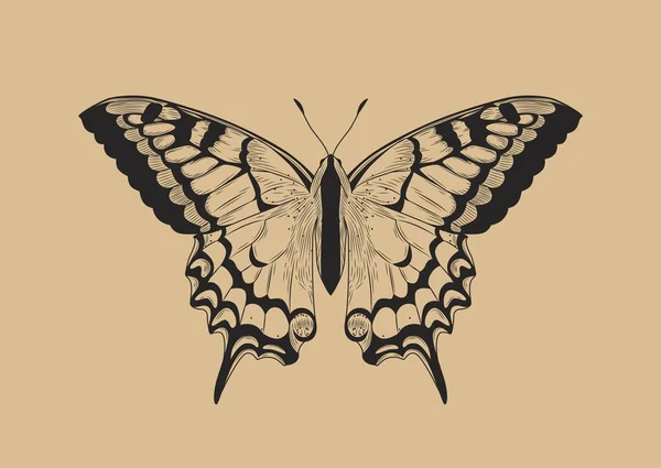 Line Schmetterling Konzept Actias Selene Insekt Mit Flügeln Gravur Auf — Stockvektor