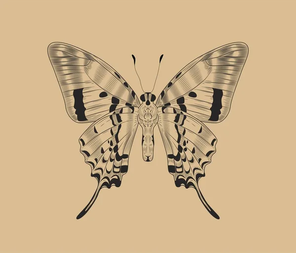 Koncept Motýla Císařská Můra Hmyz Křídly Skica Pro Tetování Rytina — Stockový vektor