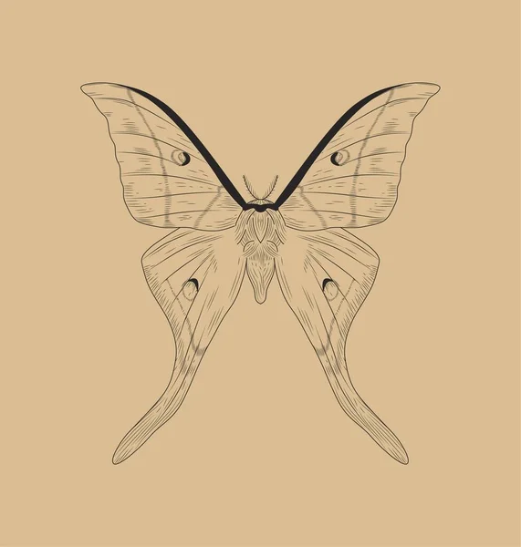 Koncepcja Motyla Liniowego Junonia Almana Owad Skrzydłami Minimalistyczna Sztuka Twórcza — Wektor stockowy