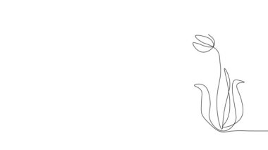 Devamlı çizgi şeklinde animasyon. Elle çizilmiş estetik hareketli pankart çiçek ya da bitkiler. Tek çizgi eskizi. Çiçekçilik ve botanik. Beyaz arkaplanda doğrusal grafik çizgi film