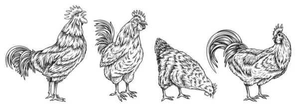 Set Gallos Pollo Bosquejo Vintage Con Pájaros Rústicos Mascotas Emplumadas — Archivo Imágenes Vectoriales