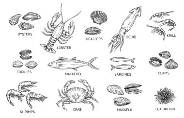 Deniz ürünleri taslak seti. Klasik okyanus balığı ve uskumru, yengeç ve ıstakoz, karides ve kril, deniz kestanesi ve midye, mürekkep balığı ve istiridye. El çizimi vektör koleksiyonu beyaz arkaplanda izole edildi
