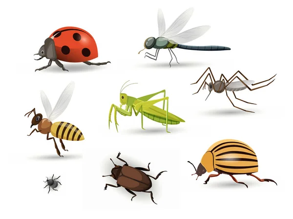 一组昆虫的概念 生物学和动物学 甲虫和蜻蜓 布局和模型 在白色背景下孤立的卡通平面矢量集合 — 图库矢量图片