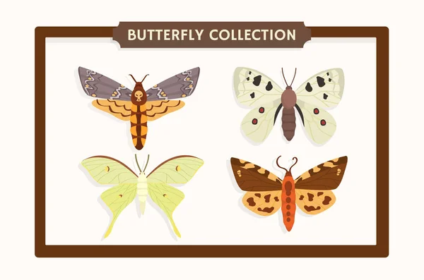 一套蝴蝶的概念 玻璃窗附近的昆虫群 动物野生动物 动物和生物 教育材料和信息图表 在白色背景下孤立的卡通平面矢量集合 — 图库矢量图片