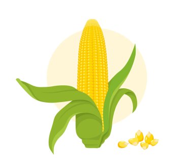 Mısır gevreği konsepti. Doğal ve organik ürünler. Çiftçilik ve tarım. Sağlıklı beslenme ve vitaminli sebze. Çizgi film düz vektör çizimi beyaz arkaplanda izole edildi