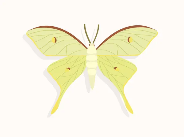 Vlinder Bovenaanzicht Concept Schattig Insect Met Kleurrijke Patronen Vleugels Biologie — Stockvector