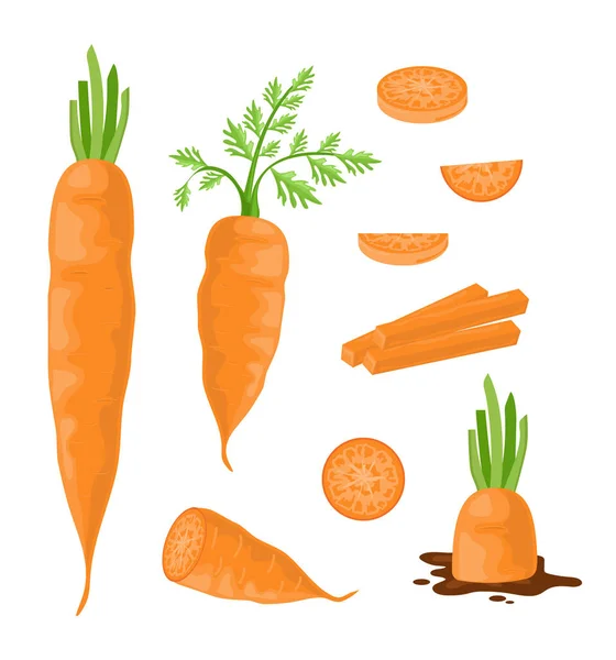 Karotten Konzept Gemüse Ganz Und Scheiben Geschnitten Natürliches Und Biologisches — Stockvektor