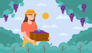 Üzüm toplayan kadın konsepti. Çiftçilik ve tarım. Doğal ve organik ürünleri olan genç bir kız. Çiftçi çiftlikte çalışıyor, hasat yapıyor. Köy ve kırsal kesimde. Çizgi film düz vektör çizimi
