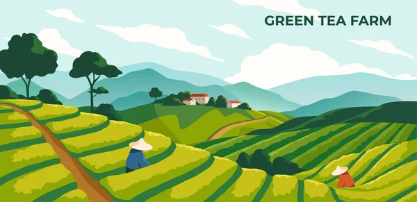 緑茶農園ポスター 中国か韓国の植物のフィールド 自然の風景と労働者や農民との水平なバナー 村そして収穫の季節 漫画フラットベクターイラスト — ストックベクタ
