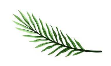 Egzotik yaprak kavramı. Tropikal dal ve bitki parçası. Orman ve yağmur ormanları. Botanik ve çiçekçilik. Şablon ve düzen. Çizgi film düz vektör çizimi beyaz arkaplanda izole edildi