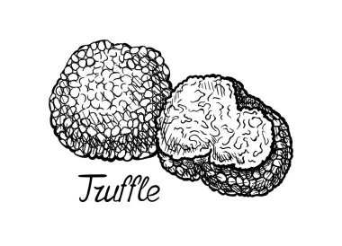 El çizimi mantar konsepti. Yer mantarının minimalist çizimi. Doğal ve organik ürünler. Botanik ve bahçıvanlık. Beyaz arkaplanda izole edilmiş doğrusal düz vektör çizimi