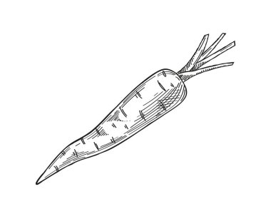 Sebze minimalist eskiz. Havuç eli çizilmiş. Doğal ve organik ürünler. Çiftçilik ve tarım. Web sitesi için grafik ögesi. Beyaz arkaplanda izole edilmiş doğrusal düz vektör çizimi