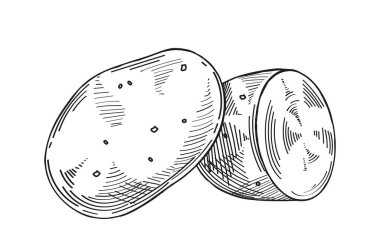 Sebze minimalist eskiz. Patates eli çizilmiş. Doğal ve organik ürünler. Yemek pişirmek için. Poster ya da afiş. Beyaz arkaplanda izole edilmiş doğrusal düz vektör çizimi