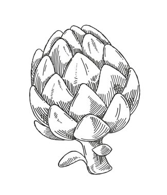 Sebze minimalist eskiz. El çizimi minimalist sanat objesi. Doğal ve organik ürünler. Doğal yiyecekler. Web sitesi için grafik ögesi. Beyaz arkaplanda izole edilmiş doğrusal düz vektör çizimi