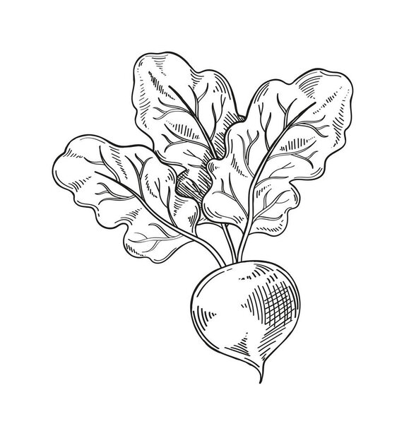 Vegetable minimalistic sketch. Radish hand drawn. Natural and organic product. Autumn season fall. Template and layout. Linear flat vector illustration isolated on white background