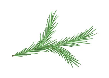 Çam dalı konsepti. Noel ağacının bir parçası. Orman ve vahşi yaşam, Flora. Doğa ve ekosistem. Rahatlık ve rahatlık. Çizgi film düz vektör çizimi beyaz arkaplanda izole edildi