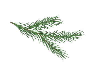 Çam dalı konsepti. Noel ağacının bir parçası. Orman ve vahşi yaşam, Flora. Doğa ve ekosistem. Ev için dekorasyon. Çizgi film düz vektör çizimi beyaz arkaplanda izole edildi