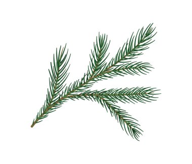 Çam dalı konsepti. Noel ağacının bir parçası. Orman ve vahşi yaşam, Flora. Doğa ve ekosistem. Kuryeler için etiket. Çizgi film düz vektör çizimi beyaz arkaplanda izole edildi