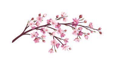 Sakura pembe dal konsepti. Ağaç ve bitkinin bir parçası. Japon ve Asya bahçeleri. Flora ve doğa, vahşi hayat. Poster ya da afiş. Çizgi film düz vektör çizimi beyaz arkaplanda izole edildi
