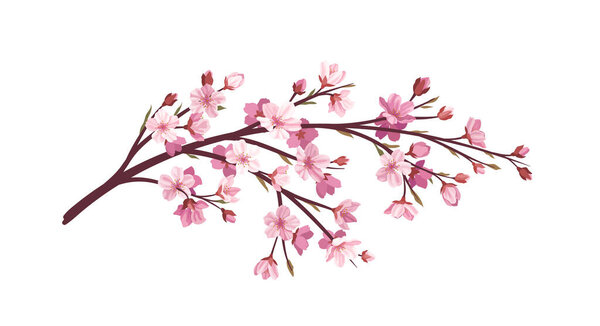 Sakura pink branch concept. Part of tree and plant. Japanese and asian garden. Flora and nature, wild life. Poster or banner. Cartoon flat vector illustration isolated on white background