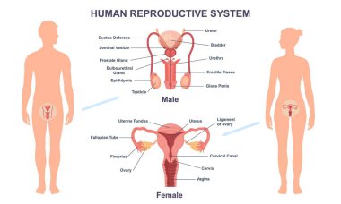 İnsan üreme sistemi. Erkek ve kadın üreme organlarının yapısı. Jinekoloji ve üroloji. Tıbbi bilgiler ve eğitici bilgiler. Sağlık ve ilaç. Düz vektör illüstrasyonu