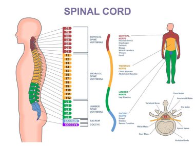Omuriliğin tıbbi diyagramı. Omurgası, sinir sistemi ve omurgası farklı olan anatomik bilgi birikimi. Servikal, torasik, bel, kuyruk sokumu ve kuyruk sokumu sokumu sokumu kemiği. Çizgi film düz vektör çizimi