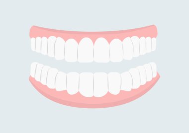Diş konsepti olan ağız. Ağız temizliği, temizlik, stomatoloji. Güzel gülümseme. Tıbbi bilgiler ve eğitim materyalleri. Çizgi film düz vektör çizimi gri arkaplanda izole edildi