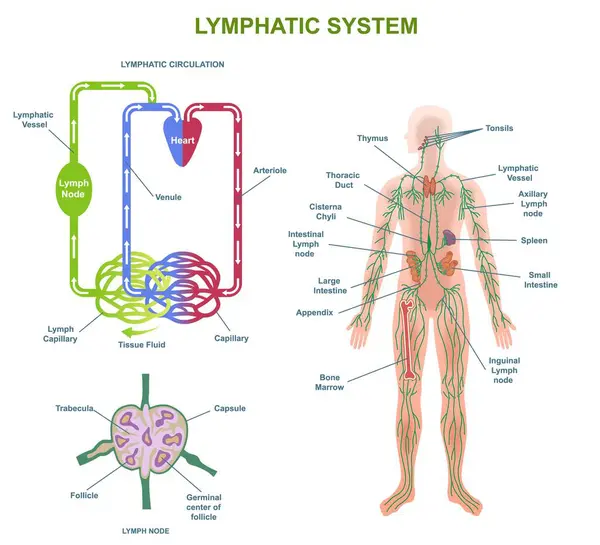 stock vector Human Lymphatic System Anatomy. Medical diagram or infographic with lymphatic vessels and nodes in body. Circulation of lymphatic fluid. Cartoon flat vector illustration isolated on white background