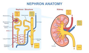 Böbrek nefron anatomisi. İç organların, dokuların ve hücrelerin yapısıyla ilgili tıbbi diyagram. Böbrek ve dışkılama sisteminin işlevsel birimi. Çizgi film düz vektör çizimi arkaplanda izole edildi