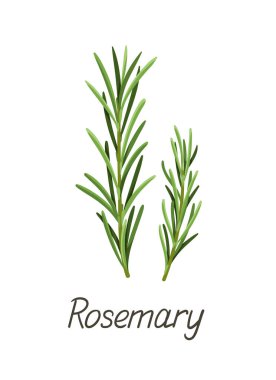 Bitki yaprakları konsepti. Botanik bilgi ve eğitim materyalleri. Biberiye yazıtları. Eğitim, öğrenme ve eğitim. Çizgi film düz vektör çizimi beyaz arkaplanda izole edildi