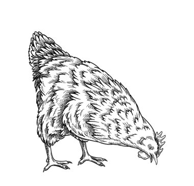 Horoz doğrusal kavramı. Minimalist yaratıcılık ve sanat. El çizimi eskiz. Çiftçilik ve tarım. Evcil kuş, sığırlar. Beyaz arkaplanda izole edilmiş düz vektör çizimi