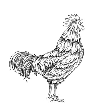 Horoz doğrusal kavramı. Minimalist yaratıcılık ve sanat. El çizimi eskiz. Çiftçilik ve tarım. Sosyal medya etiketi. Beyaz arkaplanda izole edilmiş düz vektör çizimi