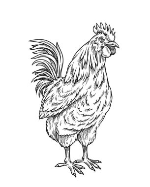 Horoz doğrusal kavramı. Minimalist yaratıcılık ve sanat. El çizimi eskiz. Çiftçilik ve tarım. Pooster, pankart ya da kapak. Beyaz arkaplanda izole edilmiş düz vektör çizimi