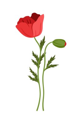 Bahar çiçeği konsepti. Çiçek açan kırmızı bitkiler. Vahşi hayat, bitki örtüsü, botanik. Şablon ve düzen. Romantik hediye. Çizgi film düz vektör çizimi beyaz arkaplanda izole edildi