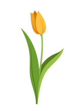 Bahar çiçeği konsepti. Çiçek ve çiçek açan sarı bitki. Vahşi hayat, bitki örtüsü, botanik. Sosyal ağlar için etiket. Romantik hediye. Çizgi film düz vektör çizimi beyaz arkaplanda izole edildi