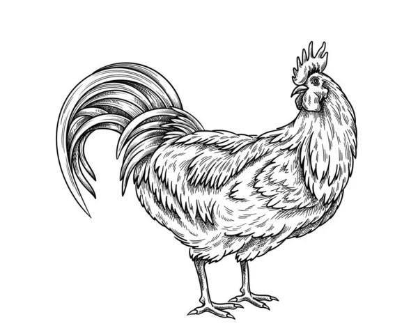 Horoz doğrusal kavramı. Minimalist yaratıcılık ve sanat. El çizimi eskiz. Çiftçilik ve tarım, kırsal kesim. Poster ya da afiş. Beyaz arkaplanda izole edilmiş düz vektör çizimi