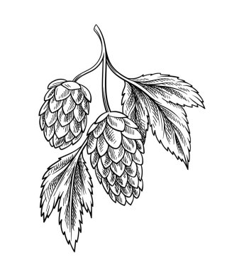 Bira elementi doğrusal. Bira fabrikası ve hop üretimi. Doğal ve organik ürünler. Minimalist yaratıcılık ve sanat. Şablon ve düzen. Beyaz arkaplanda izole edilmiş düz vektör çizimi