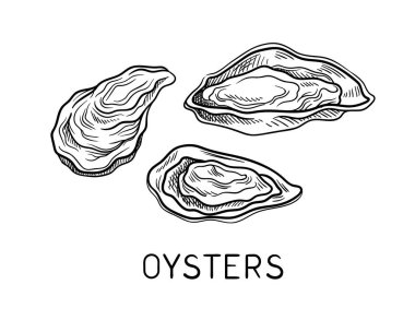 Doğrusal deniz hayvanlarını çiziyorum. Üstünde yazı olan istiridye. Eğitici malzeme. Minimalist yaratıcılık ve sanat. Şablon ve düzen. Beyaz arkaplanda izole edilmiş düz vektör çizimi