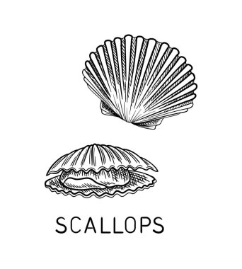 Doğrusal deniz hayvanlarını çiziyorum. Üstünde yazı olan deniz tarakları. Eğitici malzeme. Web sitesi için grafik ögesi. Su altı sakini. Beyaz arkaplanda izole edilmiş düz vektör çizimi