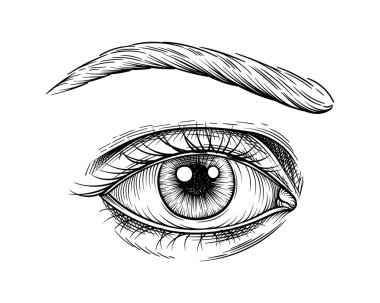 El çizimi insan organı. Eğitim materyalleri ve anatomik bilgi grafikleri. Minimalist yaratıcılık ve sanat. Kaşlı göz. Beyaz arkaplanda izole edilmiş doğrusal düz vektör çizimi
