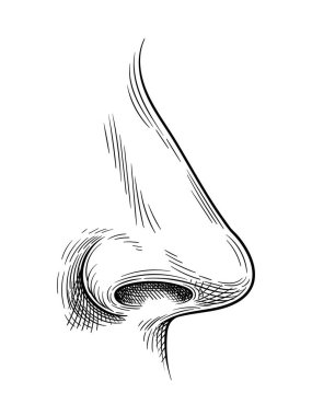 El çizimi insan organı. Eğitim materyalleri ve anatomik bilgi grafikleri. Soyut yaratıcılık ve sanat. El çizimi burun. Beyaz arkaplanda izole edilmiş doğrusal düz vektör çizimi